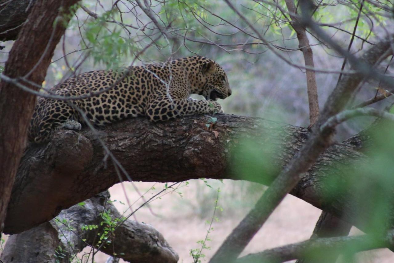 Vila Wadula Safari - Yala Kataragama Exteriér fotografie