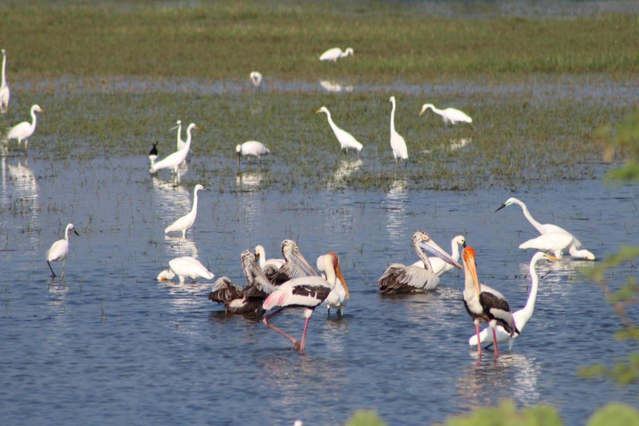 Vila Wadula Safari - Yala Kataragama Exteriér fotografie