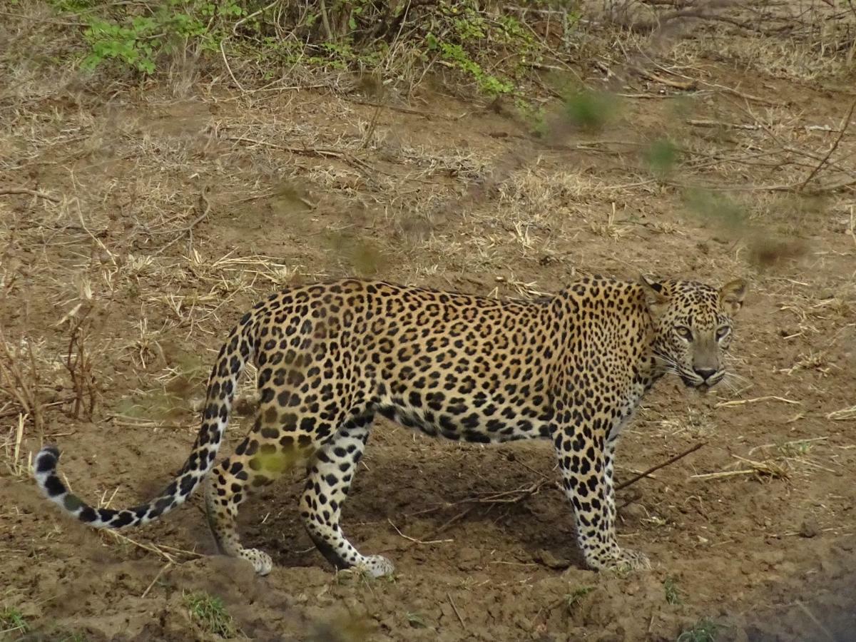 Vila Wadula Safari - Yala Kataragama Exteriér fotografie