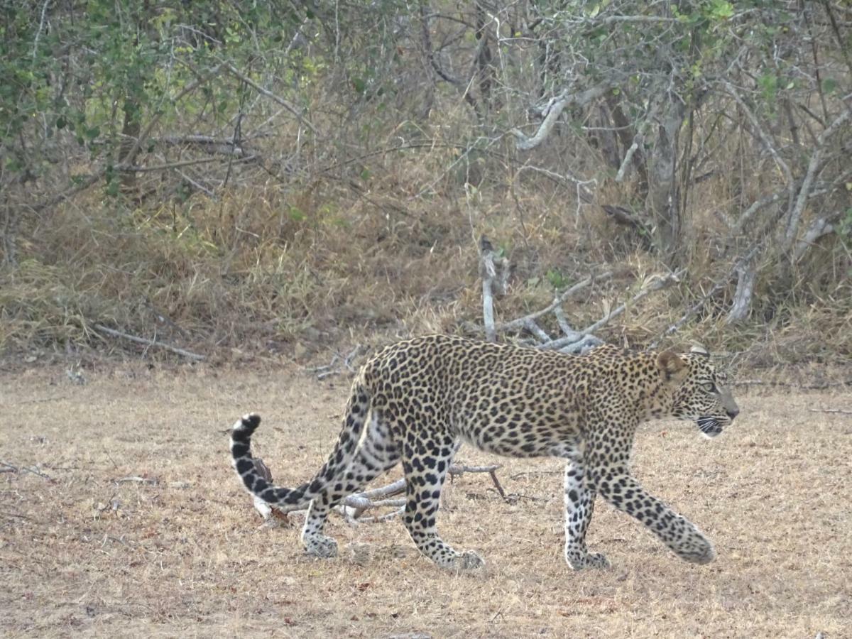 Vila Wadula Safari - Yala Kataragama Exteriér fotografie