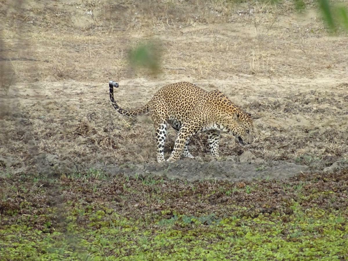 Vila Wadula Safari - Yala Kataragama Exteriér fotografie