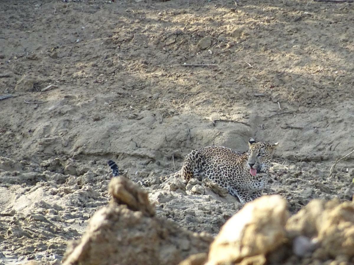 Vila Wadula Safari - Yala Kataragama Exteriér fotografie